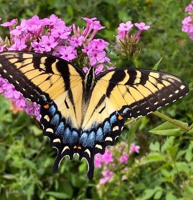 Backyard nursery and flower farm.  Providing pollinator plants for the ecosystem.