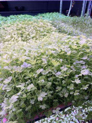 Celery Microgreens