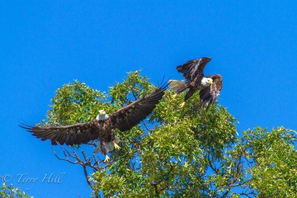 Bald Eagles in flight. Just one of the many kinds of wildlife that can be seen at Hampton's Landing.