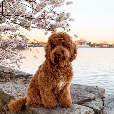 Off leash at the cherry blossoms during peak foliage and incredibly well behaved at 7 months old!