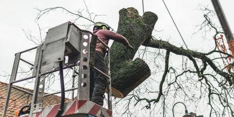 What to Expect From Tree Removal Service