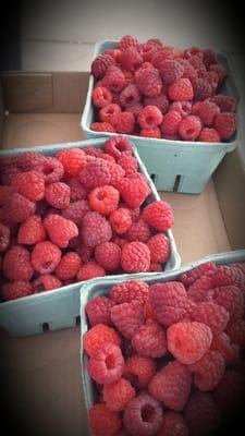 Pick your own raspberry.  Awesome quality.