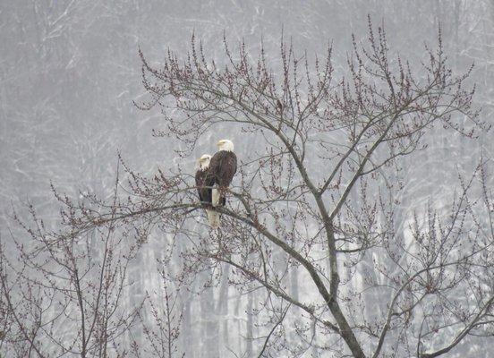 Two beautiful American Bald Eagles-an example of the wildlife you can see in the ANF Region of Pennsylvania