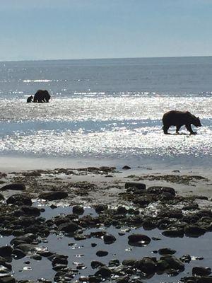 Bear Viewing tours by boat