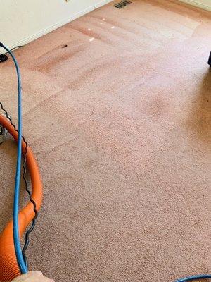 Cleaner Carpets