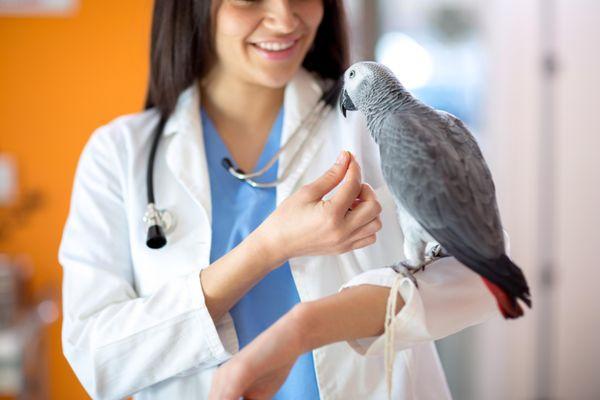 Exotic Bird Exams