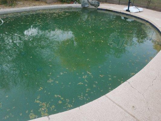 Want your pool to look like this?