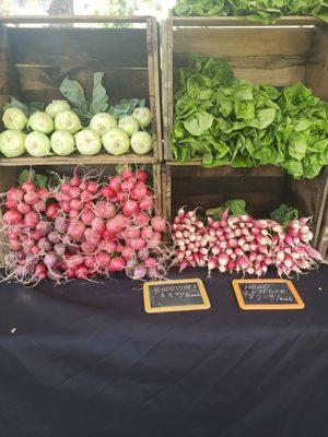 Kohlrabi (top L), butter head lettuce (top R), red & easter egg radishes (bottom left) & french breakfast radishes.