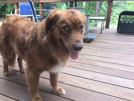 A happy dog post-bath!