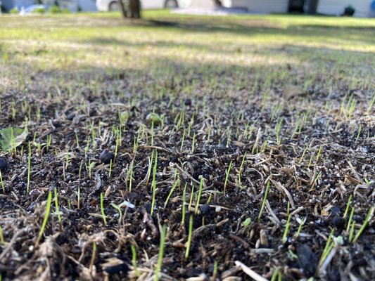 Grass seeds have germinated!