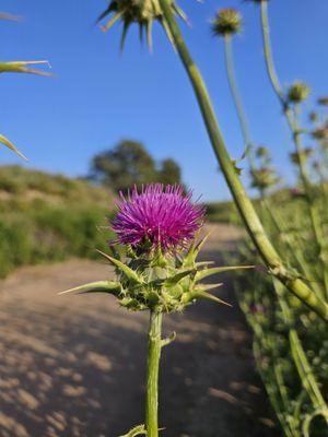 Peters Canyon Regional Park