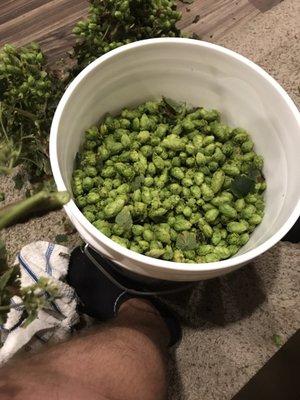 Gotta love fresh hops and hop infused products.