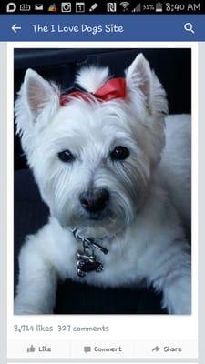 Daisy is a regular customer now and just got over 8,700 LIKES on Face Book today!!