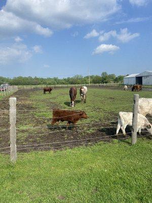 Jack and Charlie mixing with the herd.