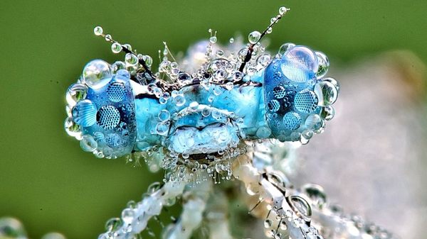 Dragon Fly covered in dew