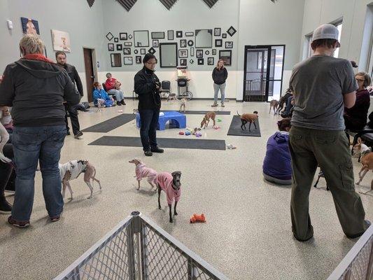 Greyhound Dog Meetup in Event Room at Dog Day Getaway