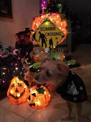 Waiting for Ghosties and Goblins. My mom decorates for all occasions. Halloween is her favorite. I help by doing security detail.