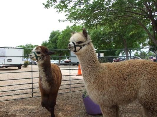 2 Alpacas from Thunder Mountain Alpacas.