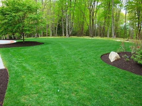 Beautiful Lawn