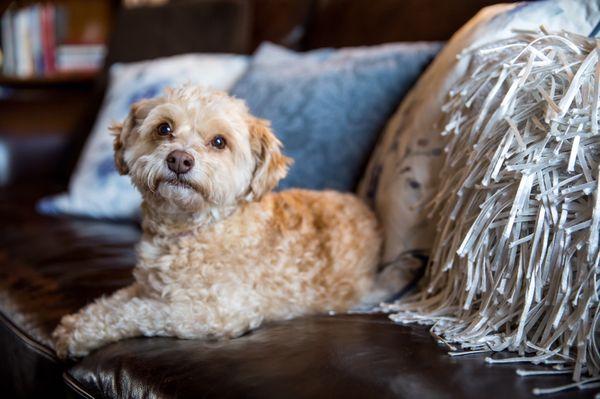 Brownie- Winter Solstice's therapy dog. She loves her job!