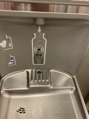 Moldy water fountain