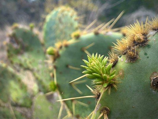 Joshua Springs Reserve