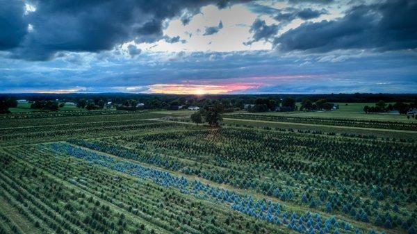 Blakes Farms in Armada Michigan Sunset in July