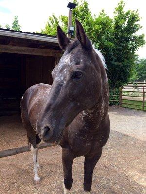 One of our lesson horses, Domino.