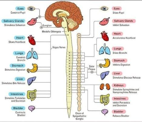 Neurofeedback & Heart Rate Variabilty  Training enable the Nervous System to disloge patterns asssociated with stress and activate healing.