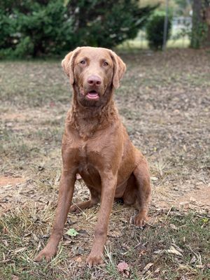 Brewster's Bark and Bed