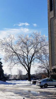 Ice on the tree outside the side door towards Chambersburg Road 1/20/19