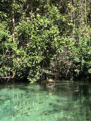 Weeki Wachee Marina