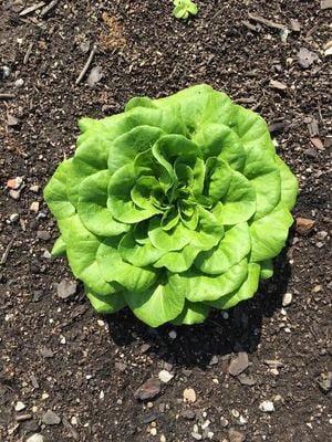 Beautiful green Oakleaf lettuce.