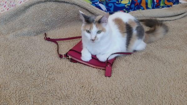 LuLu likes my new purse