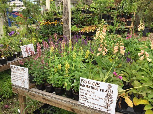 A wide selection of perennial plants