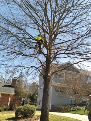 Tree trimming