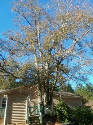 Before Tri dominant oak tree removal in Milner, Ga