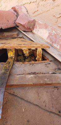 Bees built their hive in the eaves of home just below the tile roof area.