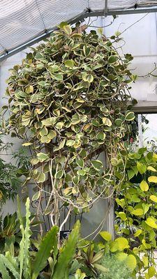 Hoya kerrii (outer variegation) in full bloom