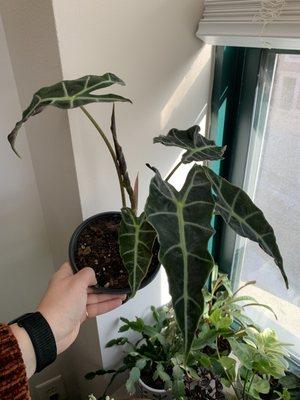 Alocasia Polly