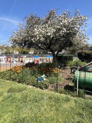 apple tree and garden