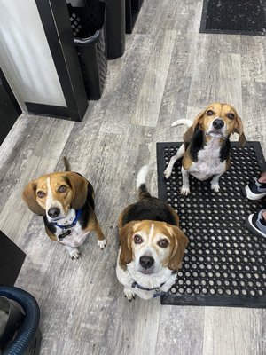 3 clean pups after the self service dog wash