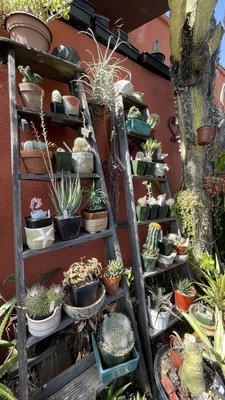 ladder wall full of succulents / cacti