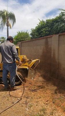 Stump grinding....he went 12 inches below....AWESOME!!! I don't think them roots are coming back!!!!