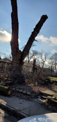 Tree removal