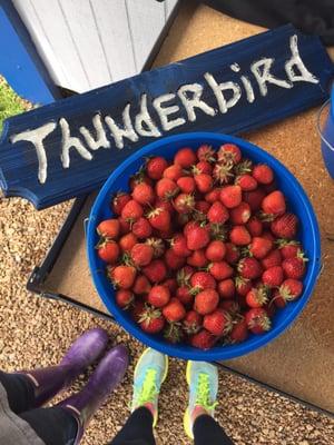 Thunderbird Berry Farm