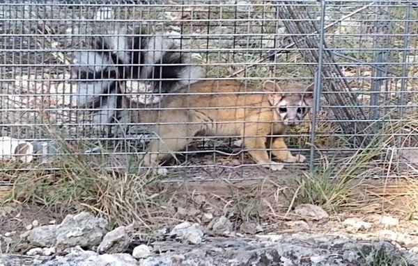 This is a ringtail cat that was captured in an attic in Lago Vista.