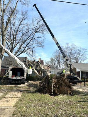 New Leaf Tree Service