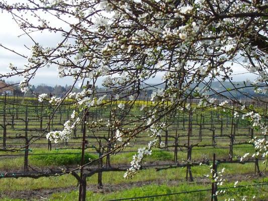 King Andrews Vineyards at Suisun Valley Wine Cooperative