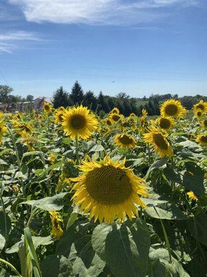 Sunflowers